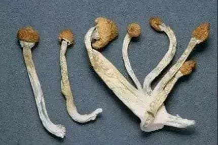 有毒！别摘别吃！最近很常见