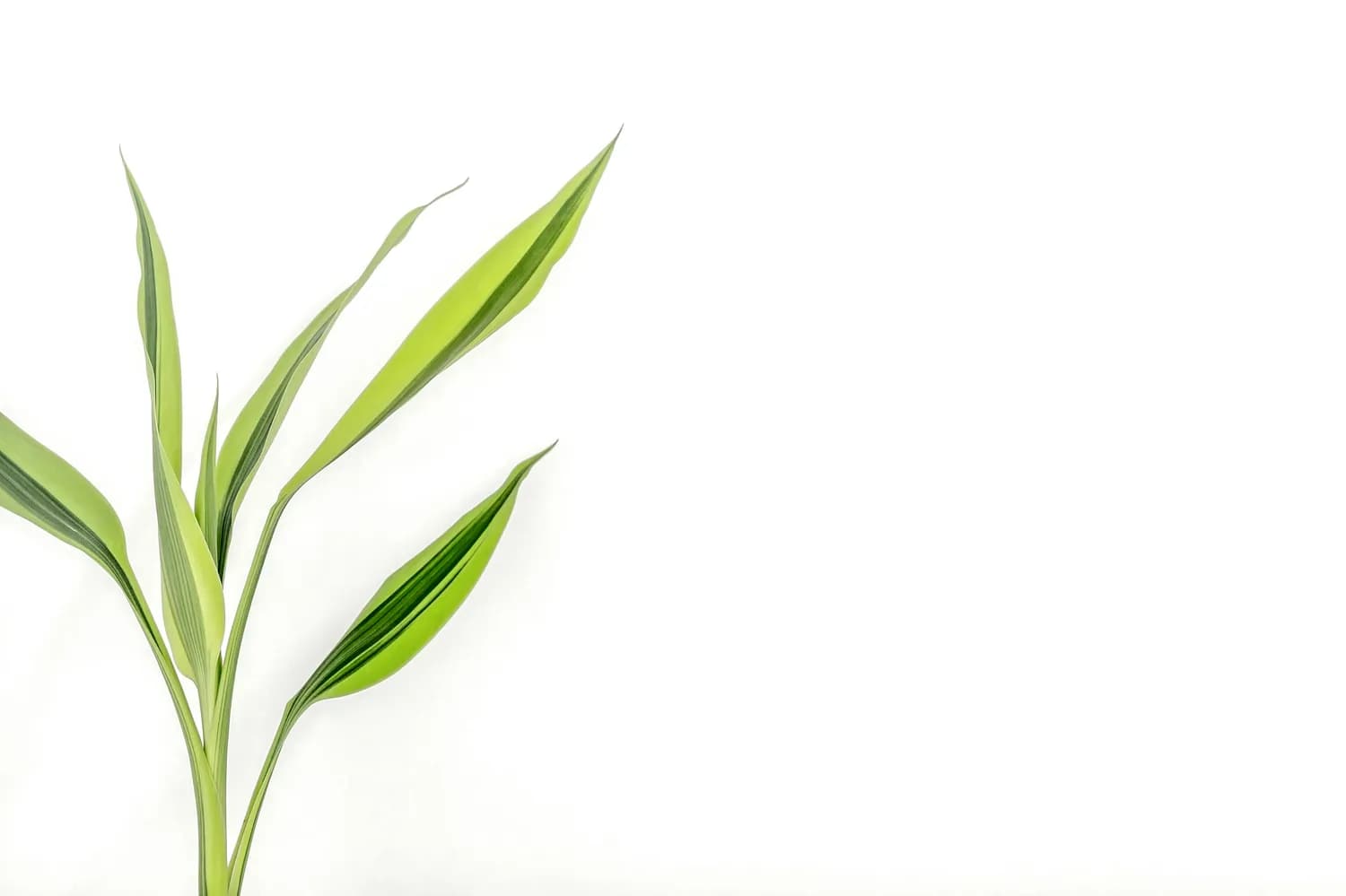 生脉饮 vs 稳心颗粒：谁更适合你？
