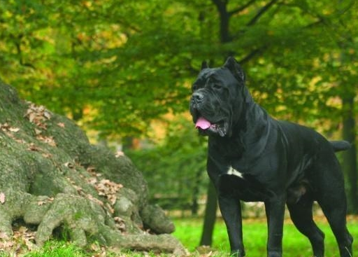 这四种保镖犬是家中防贼利器，被誉为世界四大保镖犬