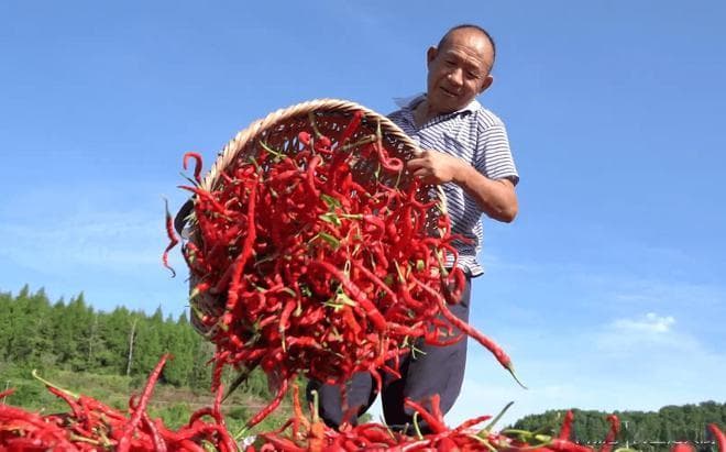 四川人吃的辣椒是什么品种？最受欢迎的10种四川辣椒，哪种最好吃