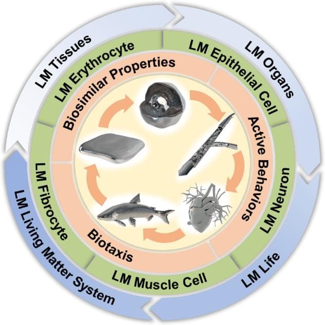 理化所提出类生物液态金属活物质概念与材料体系