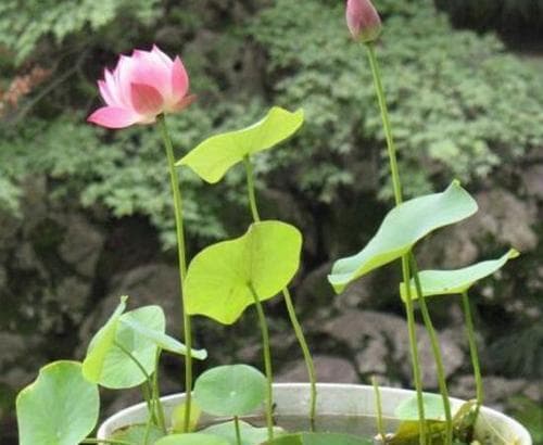 碗莲叶子发蔫原因及补救方法（如何预防碗莲叶子发蔫）
