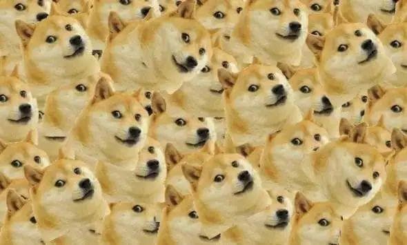Doge表情包原型去世，狗狗变老了我们能做些什么？