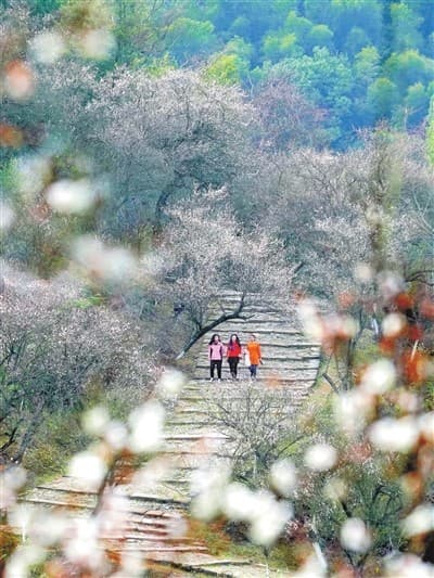 江西大余县：千年古驿道 一路梅花香