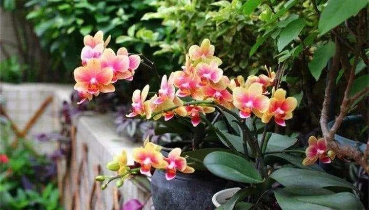 耐阴好养的花卉有哪些品种（“耐阴”性好的20种花，光照不足也爆盆）