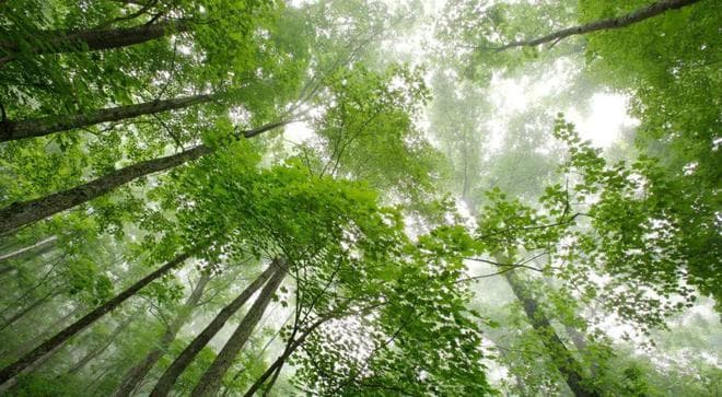 植树节特别报道 | 当提到“种树”，我们其实是在做什么？