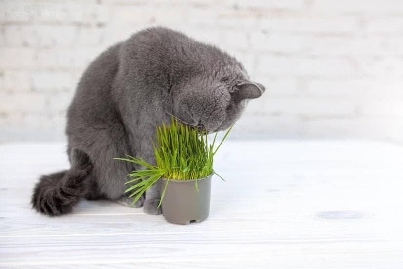 猫咪吃猫草不吐毛球？教你正确处理猫咪毛球问题