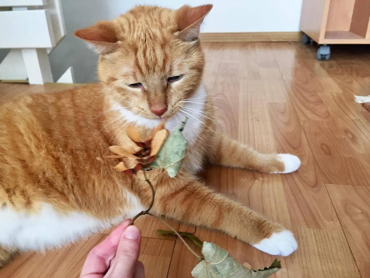 怎么养猫越养越粘人？猫咪黏人秘籍：三步走，让爱宠秒变跟屁虫！