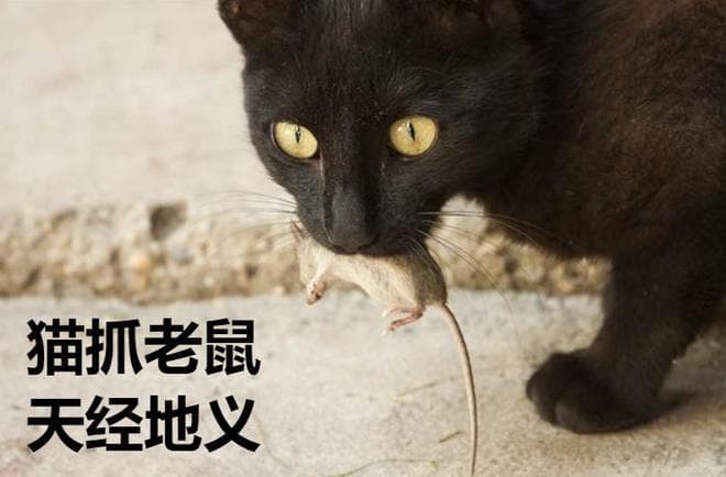 雪鸮：一年吃掉1700只老鼠的“捕鼠能手”
