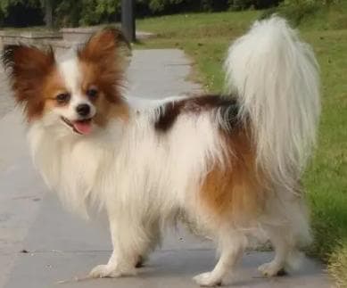 蝴蝶犬串串的潜在风险及其寿命解析