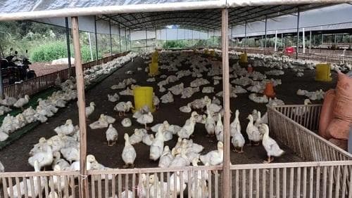 养鸭场建设全攻略：选址要求、功能分区与配套设施详解
