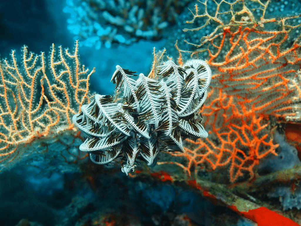 海百合：一种神奇的海生动物