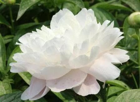白芍：历史悠久的中医瑰宝