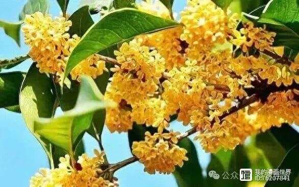 桂花不开，必定有灾？科学解析今年桂花不开的原因