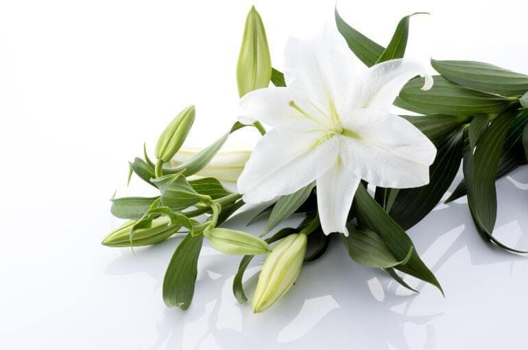 百合花的不同颜色和支数代表什么意义呢？