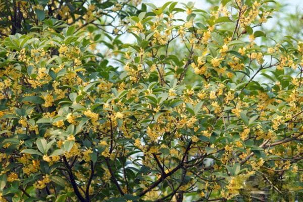 四季桂花养殖方法和注意事项