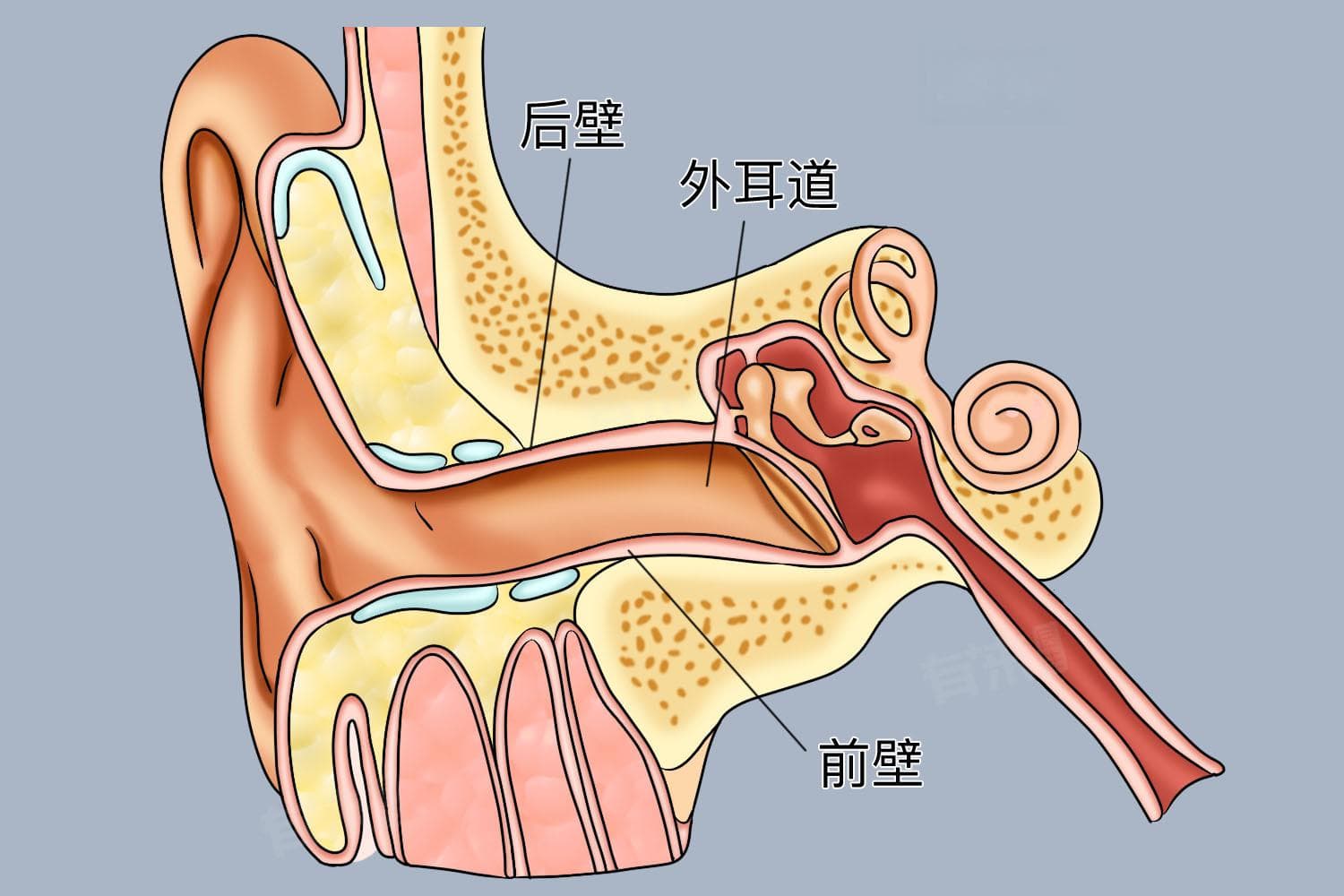 外耳道长度