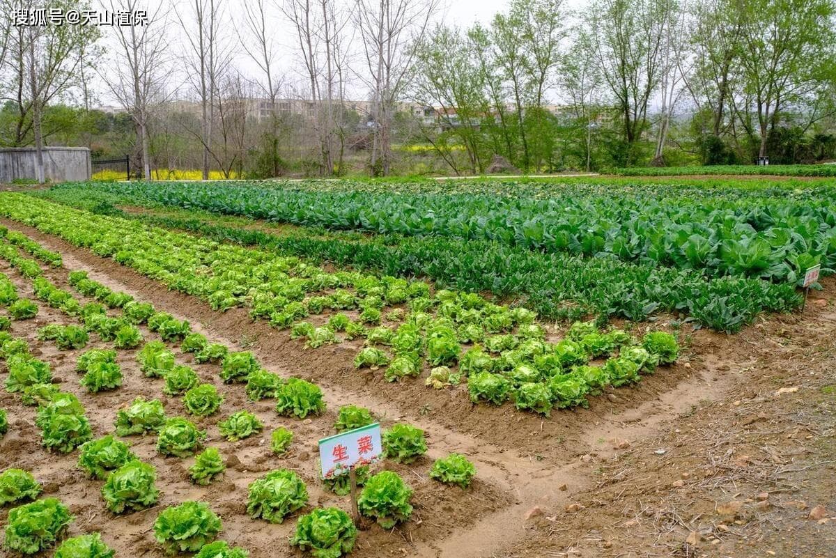 粗纤维十大蔬菜排名