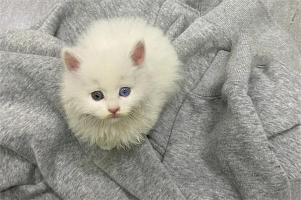 猫咪打架怎么办？实用劝架指南