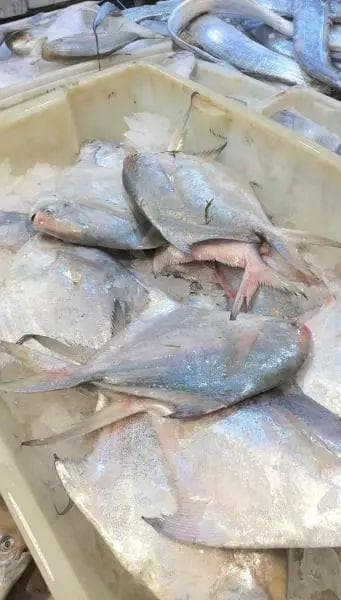 全鳞大鲳价格每斤超千元？宁波市场上的海鲜啥价位了？