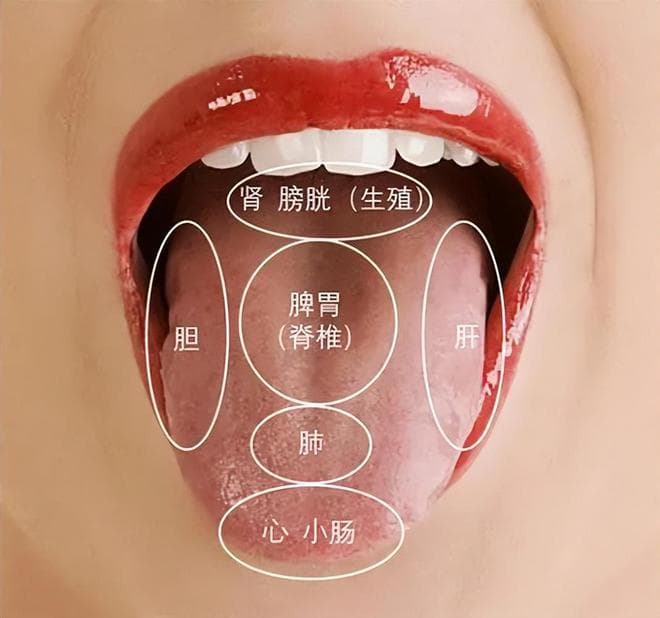 中医舌诊：为什么舌头可以看出身体状况？