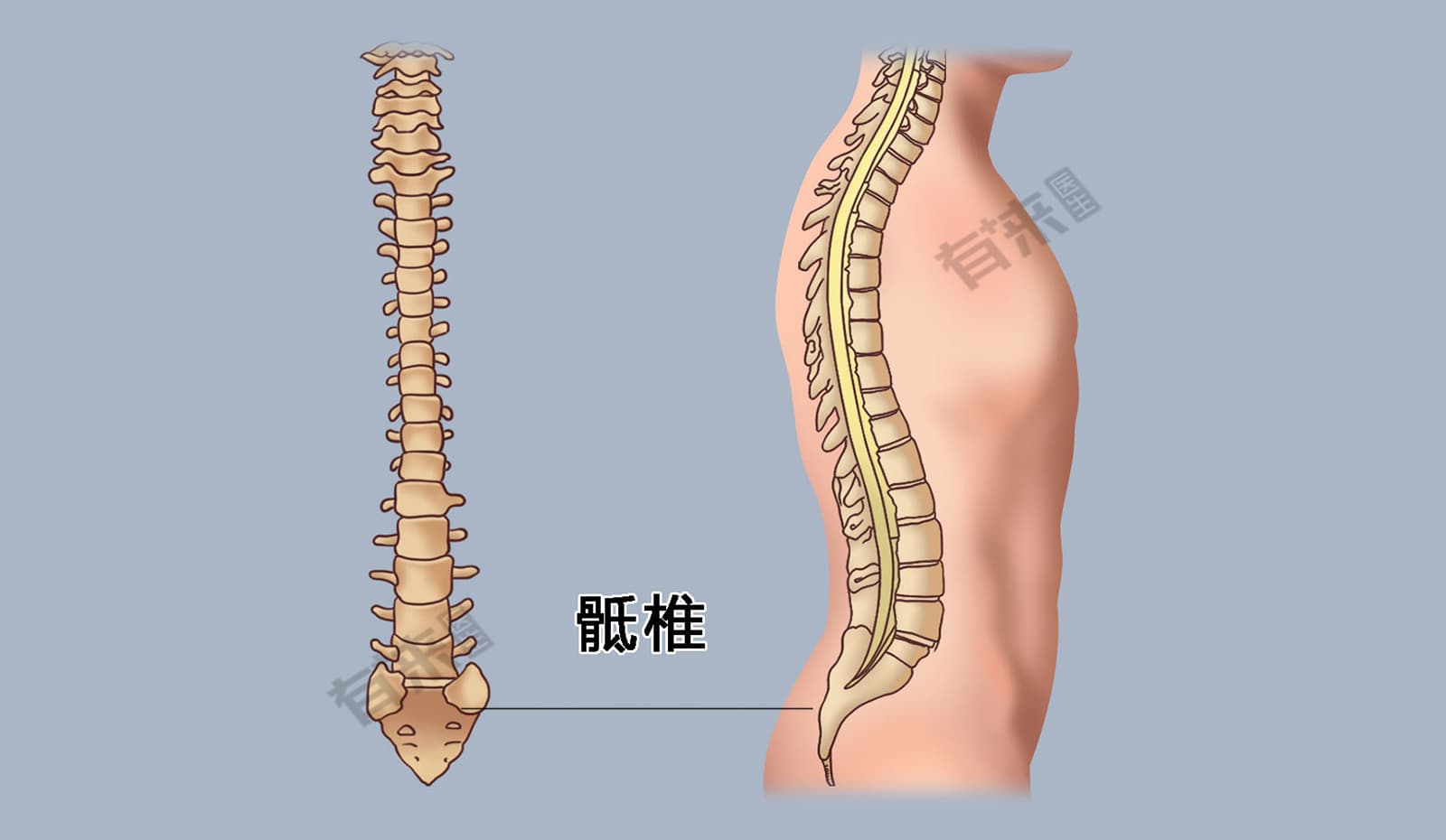 骶椎：结构、功能与健康养护全解析
