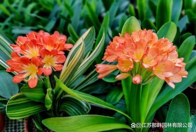 君子兰如何施肥？