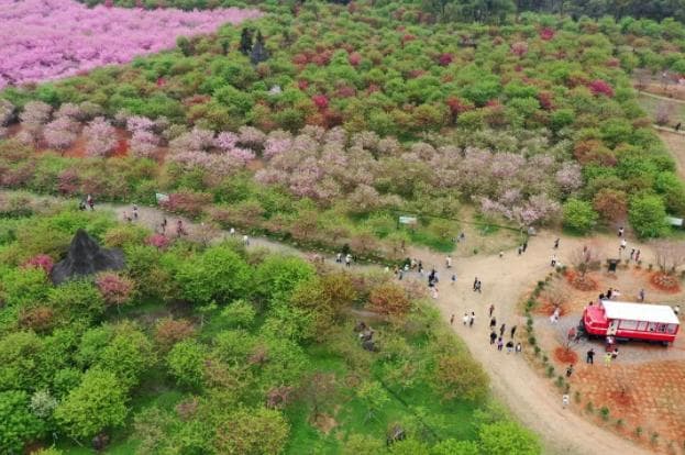 常宁百万樱花园2025最佳赏花期+地址+游玩攻略+门票价格