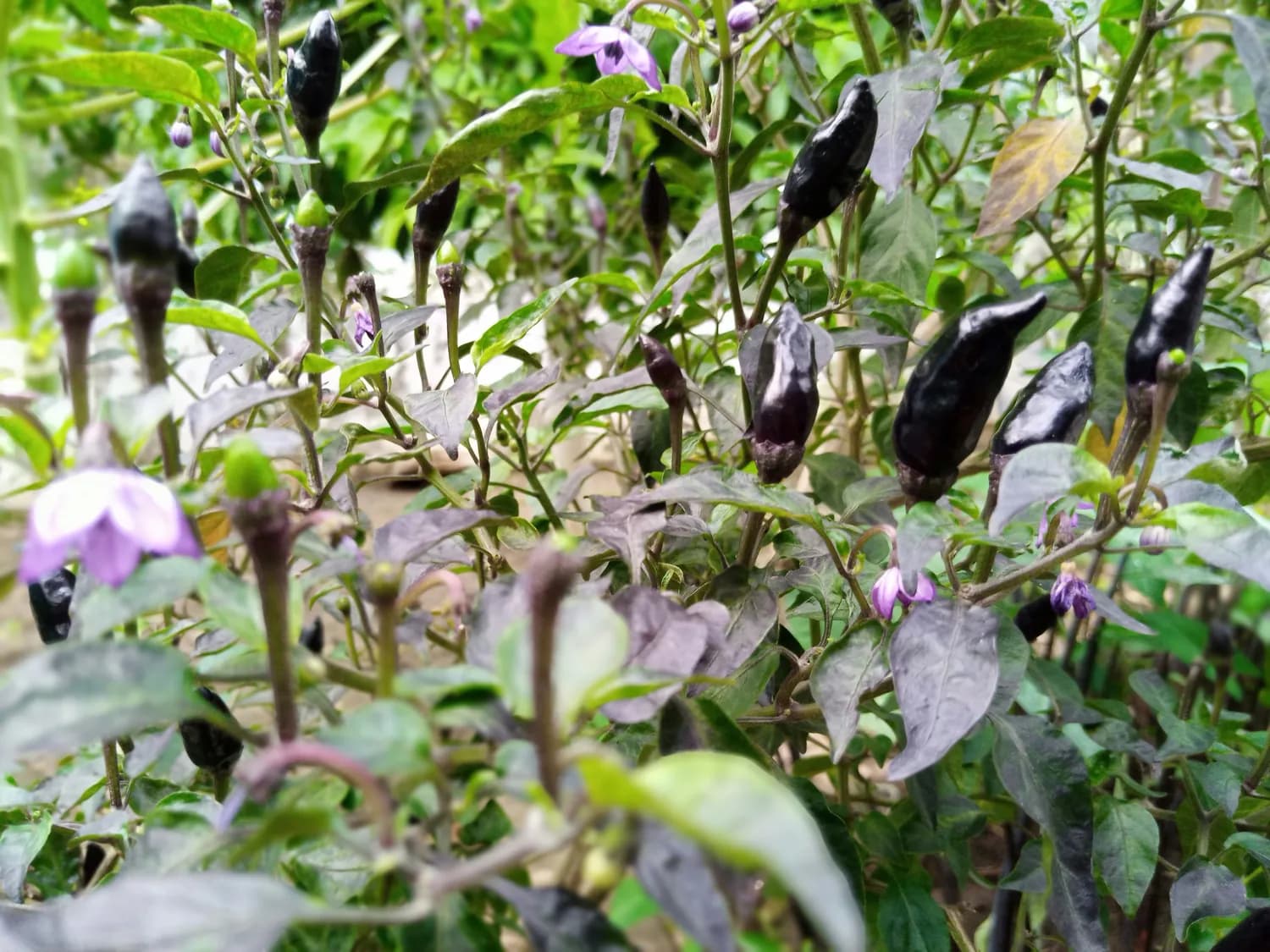 “马拉巴尔”黑胡椒种植秘籍大公开！