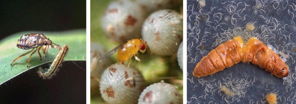 生物防治中的宏观生物初学者指南：类型和使用方法