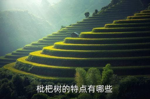 枇杷树：从特征到药用价值的全面解析