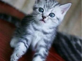 金虎斑猫——高贵优雅的宠物猫种