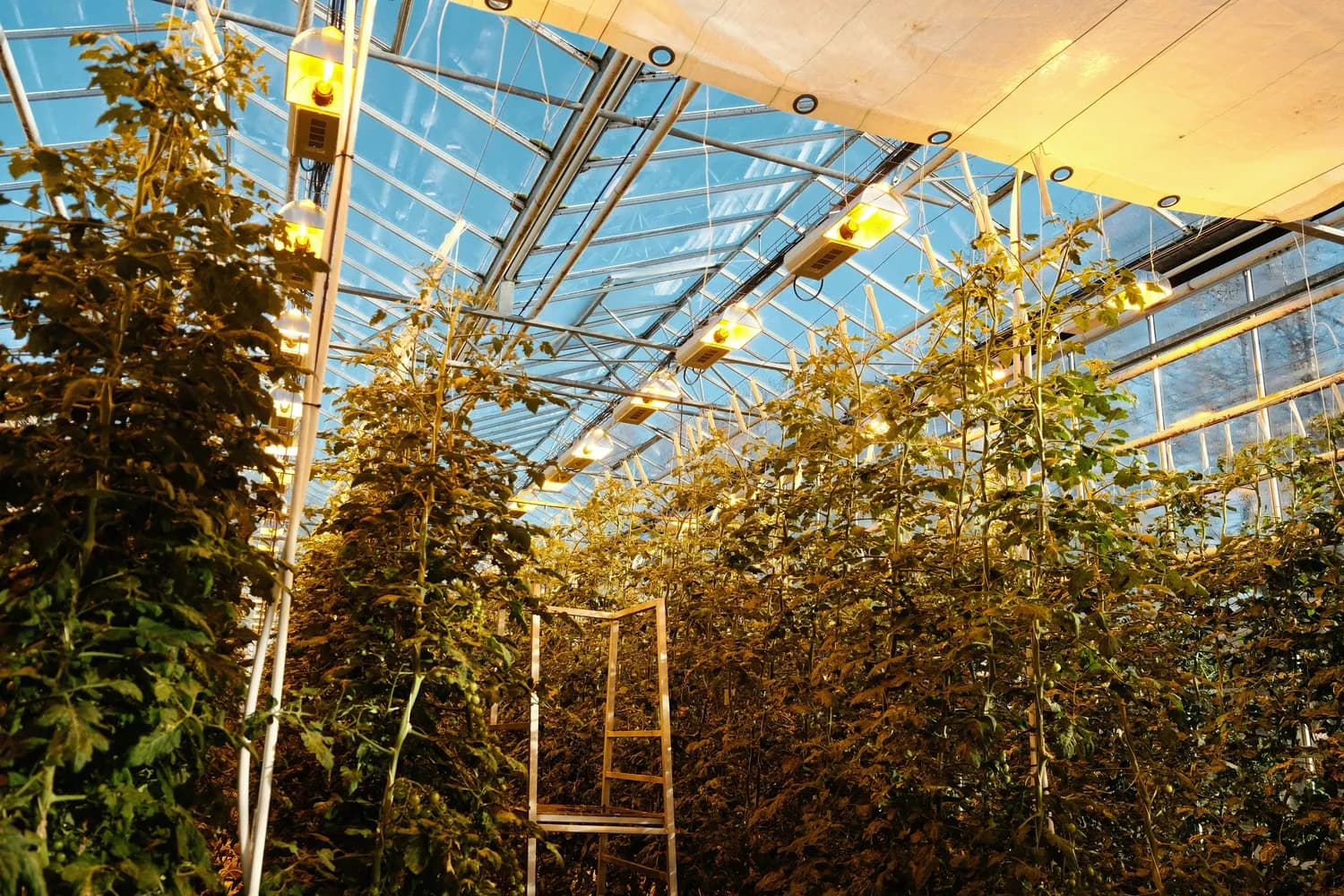 激光灯+物联网，吉林温室大棚装上“科技芯”