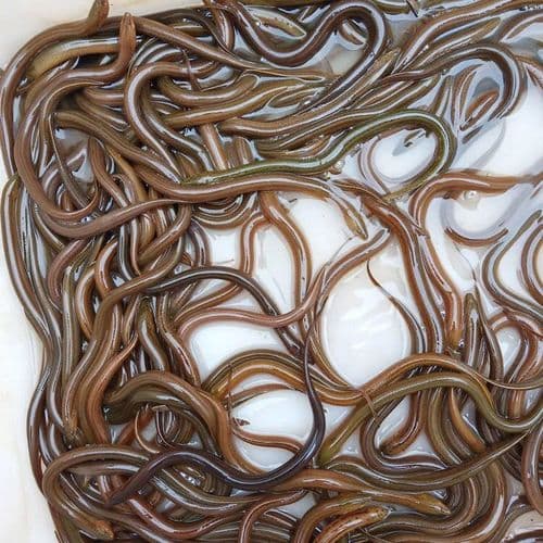 黄鳝促进产卵六法，水温、饲料蛋白、密度要稳定