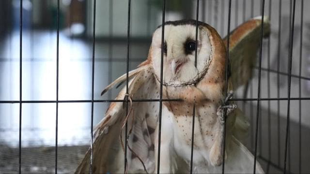 江西万年县成功放飞一只国家二级保护野生动物猴面鹰