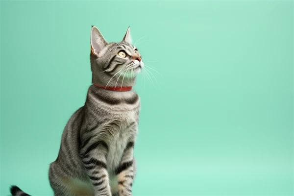 猫咪接种疫苗后的反应：了解打完疫苗的正常反应表现