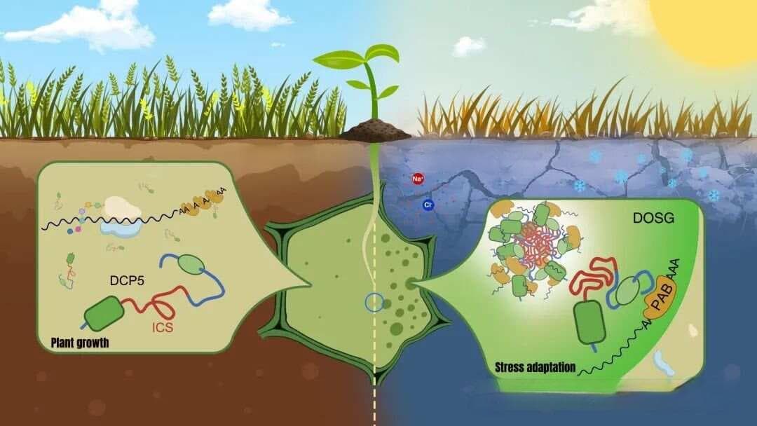 Science！中国植物科学领域又一重磅成果！揭示植物应对环境挑战的新发现