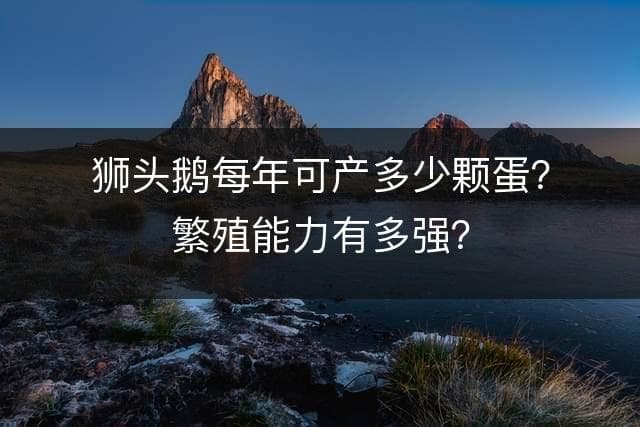狮头鹅每年可产多少颗蛋？繁殖能力有多强？