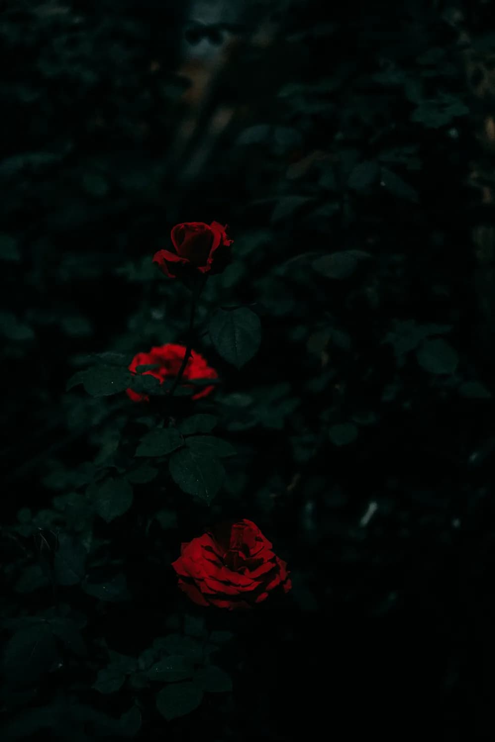 王尔德《夜莺与玫瑰》：唯美主义者的爱情寓言