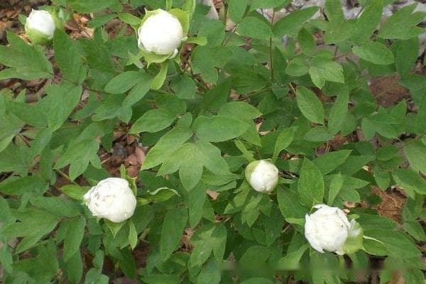 白芍种植效益与市场前景分析