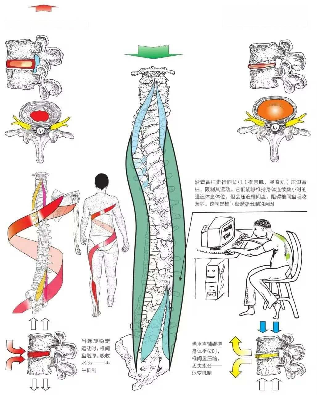 SPS改善椎间盘突出的底层逻辑（内附海量训练动作）