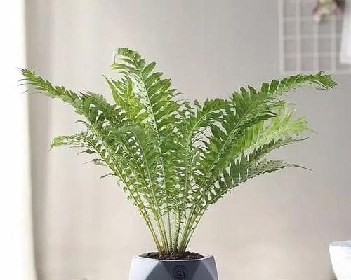 富贵蕨的养殖方法和注意事项（让你的家变成富贵之地）