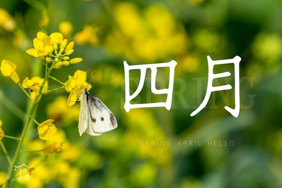 四月限定！“2花3菜”正当季，错过再等一年