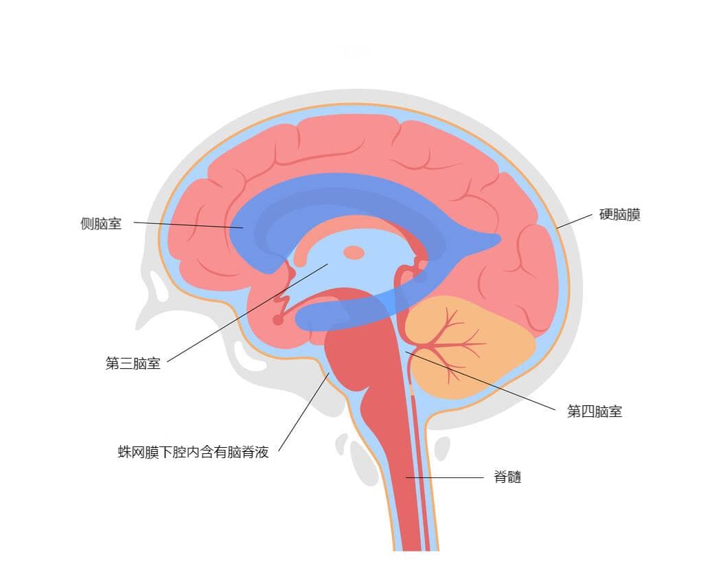看懂脑脊液循环，正确认识脑积水