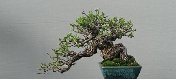 用骨粉当作肥料，不会使用可别瞎闹，还是先了解一下更好，少后悔