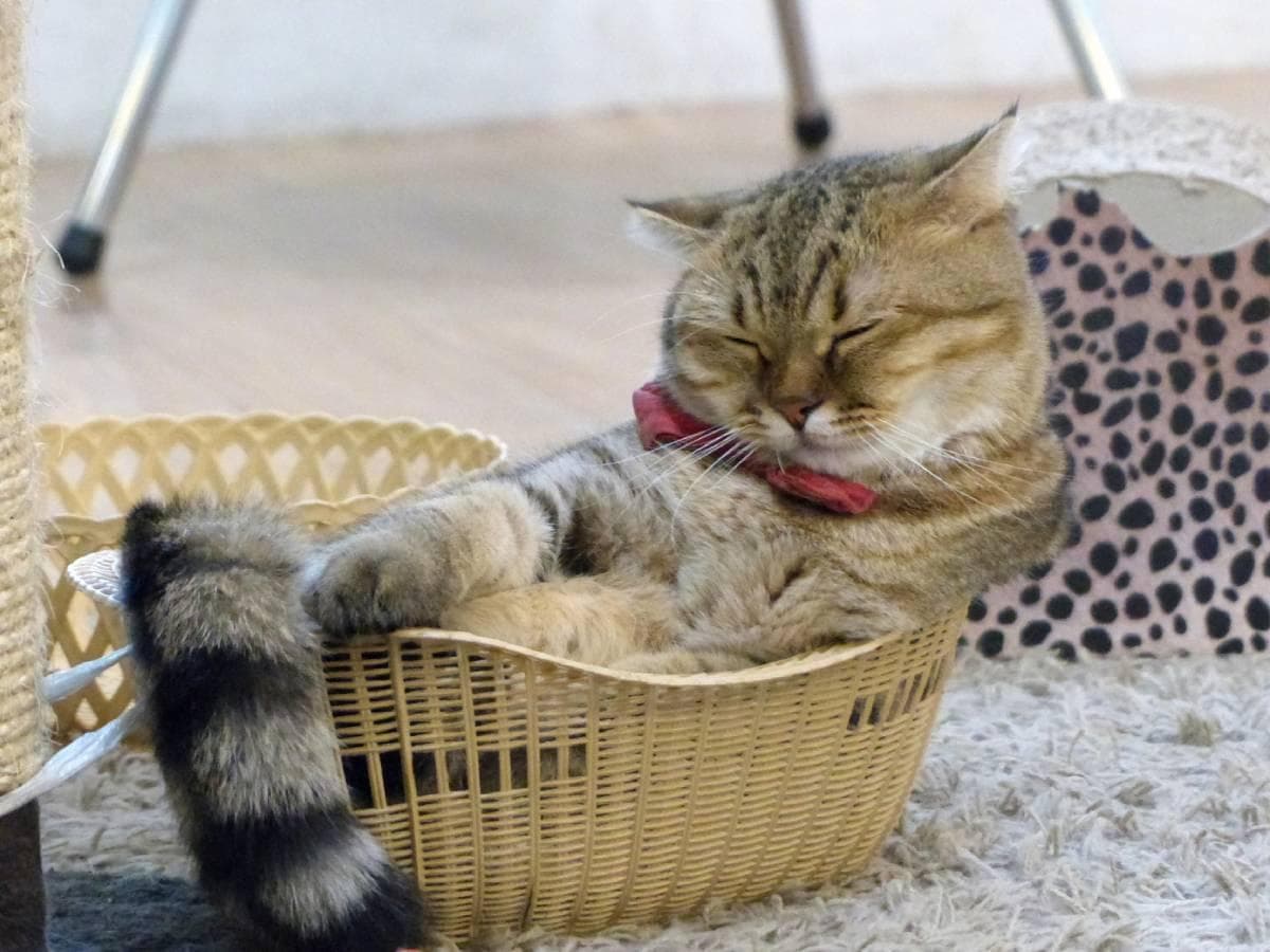 猫胃内异物：症状、原因、诊断与治疗方法全解析