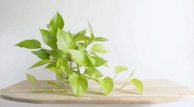 养不死的植物：10种适合懒人养护的植物推荐