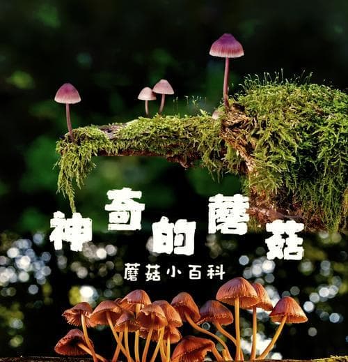 蘑菇属于真菌界：揭秘蘑菇的分类地位与生态角色