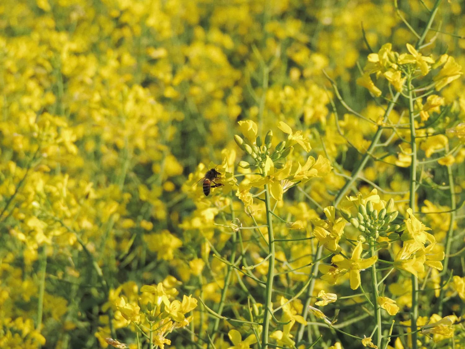 中国农科院最新研究：蜂花粉的医学奇迹