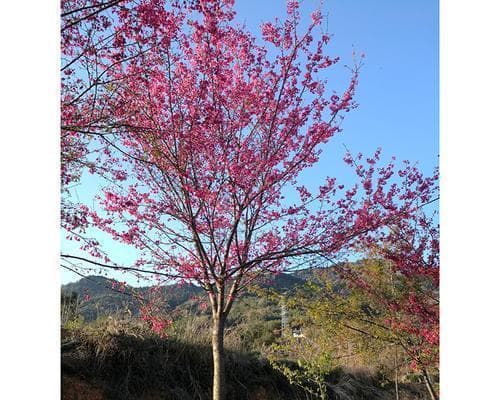 樱花究竟是乔木还是灌木？（解析樱花的分类及特点）